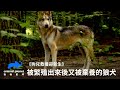 繁殖場主人自殺，留下滿園狼犬與無助的地主｜狗兒救援迎新生｜動物星球頻道