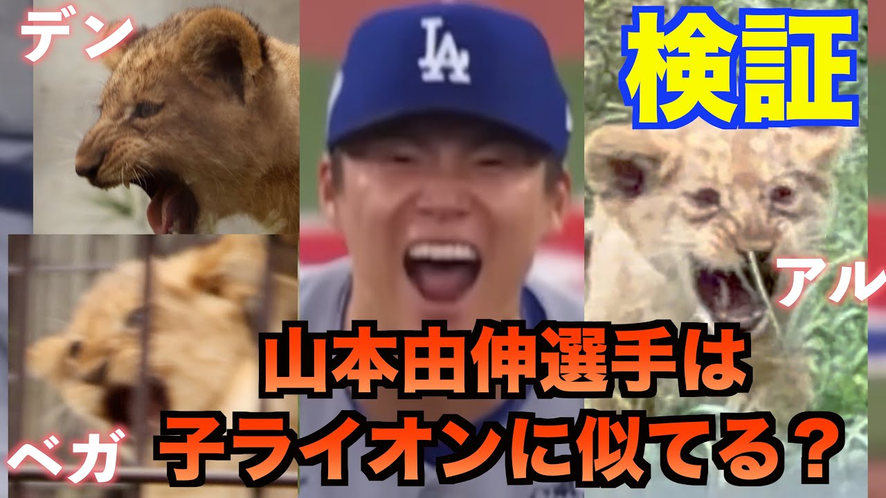 Verification] Yoshinobu Yamamoto looks like a lion cub!? A