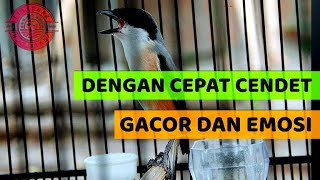 CENDET TERBAIK GACOR FULL ISIAN PANJANG JERNIH AMPUH  MP3 SUARA BURUNG  DOWNLOAD  MASTERAN