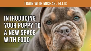 Michael Ellis on Introducing Your Puppy to a New Space with Food