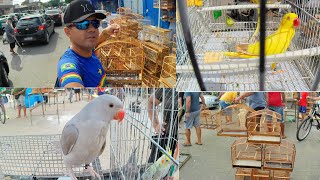 Feira Do Cordeiro Gaiolas Pássaros Exóticos E Promoções Em Pernambuco Brasil