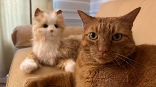 Real Cat meets Robot Cat! by rebeccahill1969 1,043 views 1 year ago 2 minutes, 4 seconds