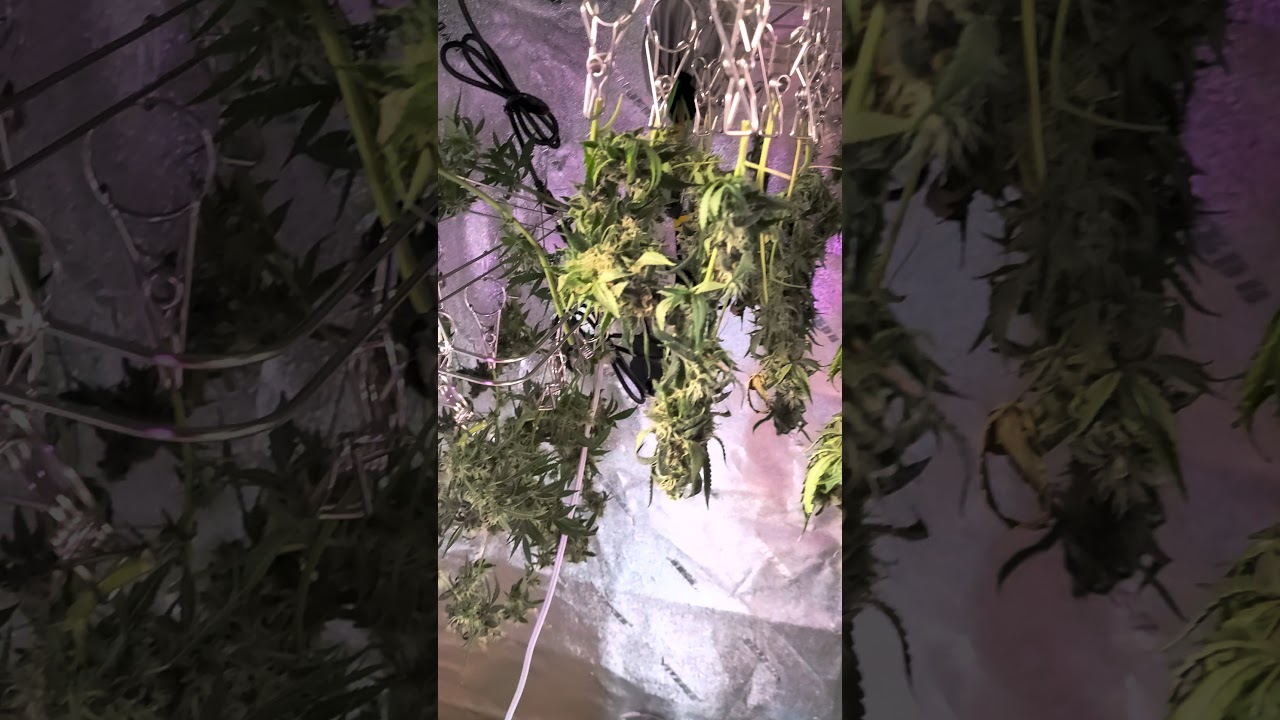 DRY HANGING SOME CHOCOLOPE,  DAY  8  ALMOST THERE.