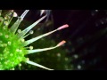 Drosera burmanii snap tentacles