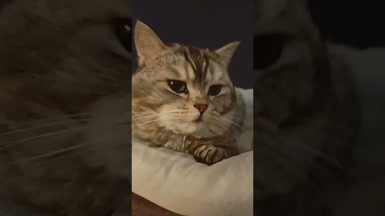 у меня есть две роботы 