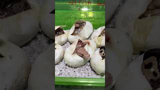 Hello there little babies!!! #bananaclown #clownballpython #snakesfacts