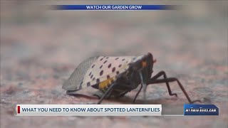 Watch Our Garden Grow Spotted Lanternfly