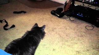 Cat vs CD player