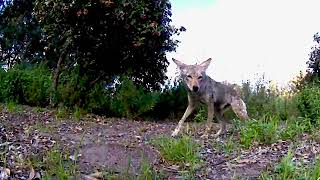 Video Compilation of the Coyotes in the Canyon Behind our Backyard