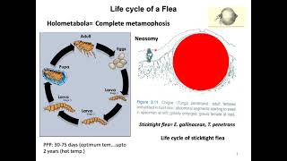 Life cycle of Flea