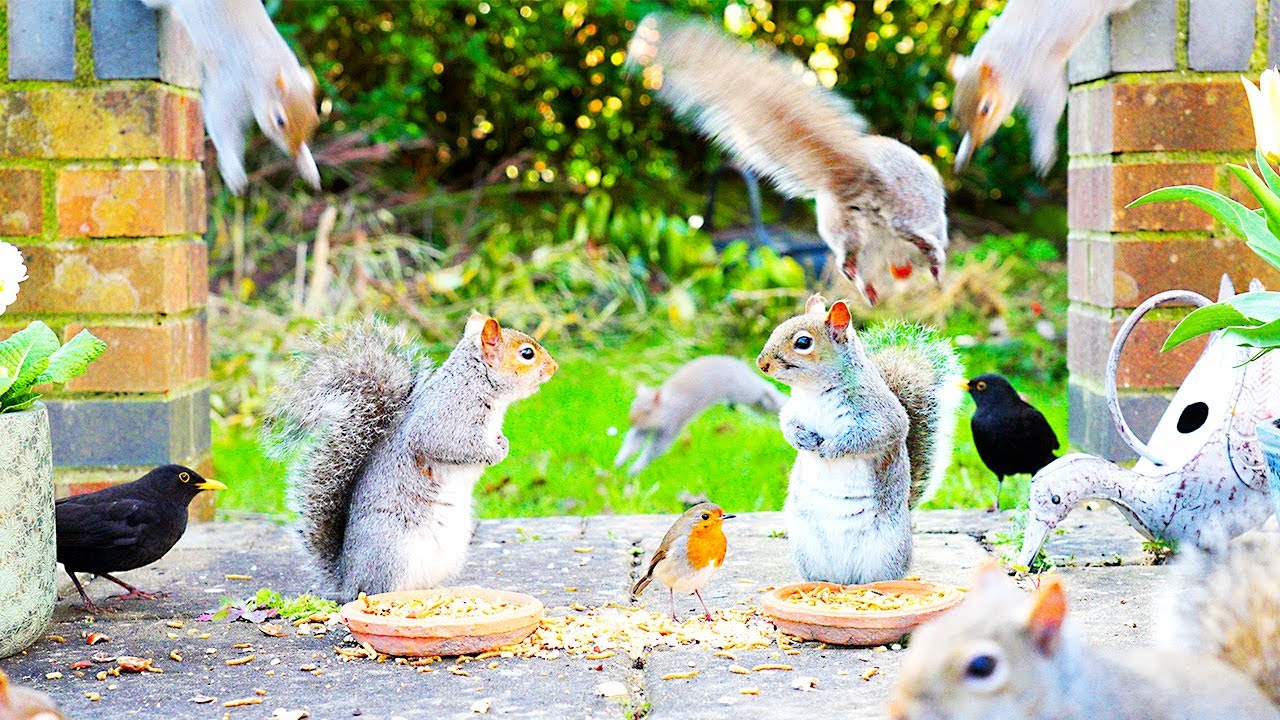 Птицы для кошек 🕊️ Птицы и белки устраивают вечеринку в патио 🐿️ Игры для кошек 4K HDR