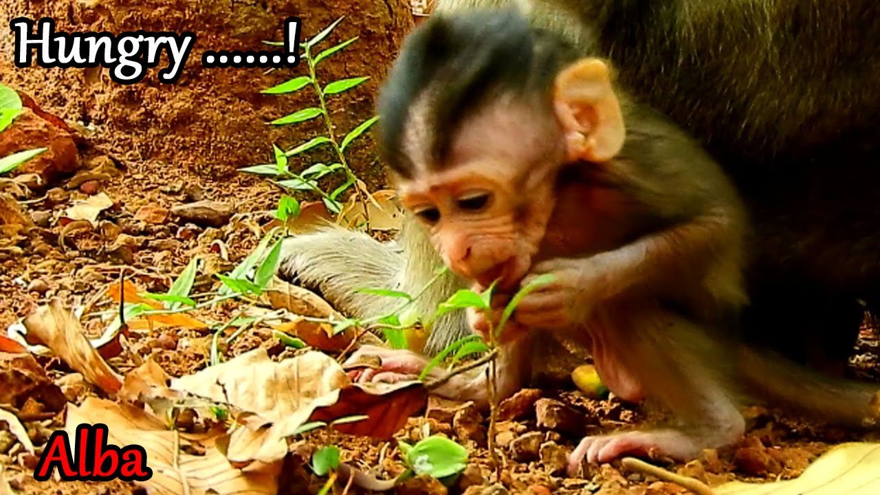 Pity baby Alba hungry milk extremely, Not good Alba it's not food for you, Mom Anna don't allow milk