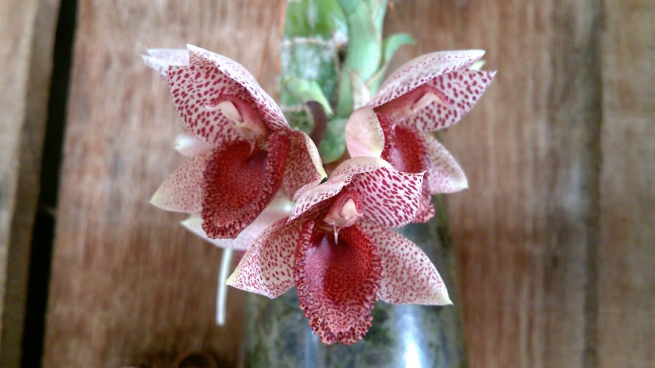 Catasetum denticulatum vermelho - thptnganamst.edu.vn
