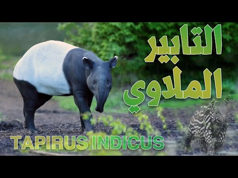 القبائل الهندية يعتبرونه حيوان مقدس التابير الملاوي  