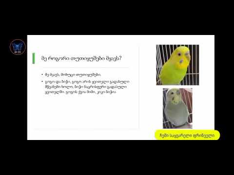 გაიცანით ჩემი საყვარელი ფრინველი თუთიყუში