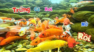 Quá Nhanh Trứng Cá Koi Mới Ấp Đã Nở Ra Hàng Ngàn Con Giống Và Cứu Thành Công Bể / Quế Nghịch