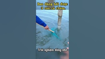 Hồi hộp đến rợn người - Chuyện bắt cá đuối nghệ ở biển