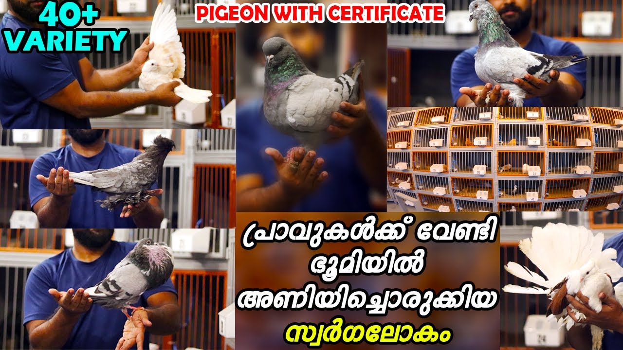 ഗംഭീര സെറ്റപ്പിൽ 300ൽ പരം പ്രാവുകൾക്ക് സ്വർഗ്ഗരാജ്യമൊരുക്കി ജോൺ ചേട്ടന്റെ j.Adams Farm|pigeon kerala