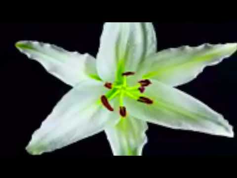 Nirvana - Rape Me (Official Music Video)