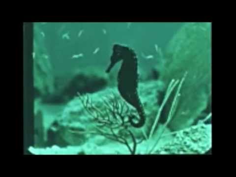 Nirvana - Rape Me (Legendado)