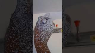 Wall Painting Grey Colour 🏡#wallpainting #wallart #trending #viralvideo #shortsfeed # #painting #yt