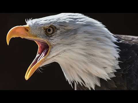 არწივი საქათმეში ბრძნული იგავი ადამიანის დანიშნულებაზე და მის ხედვაზე Https T Me Perilmeliori