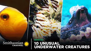 10 Unusual Underwater Creatures  Smithsonian Channel