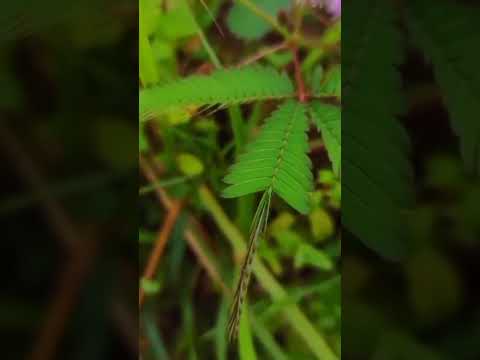 نبات المستحية الإحساس فى النبات Biology