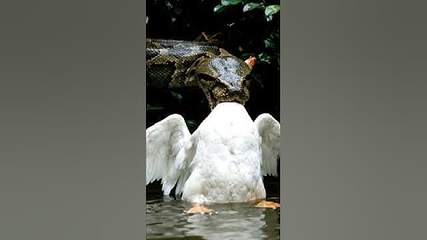 Duck vs Giant Python 🐍 Intense Rescue Mission!#shorts #animalrescue #DuckvsPython