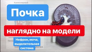 ПОЧКА и нефрон: строение и функции, для ОГЭIЕГЭ.Наглядное строение почки на модели.ЕГЭIОГЭ