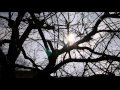 Yasei Collective "Lights" (Official Music Video)