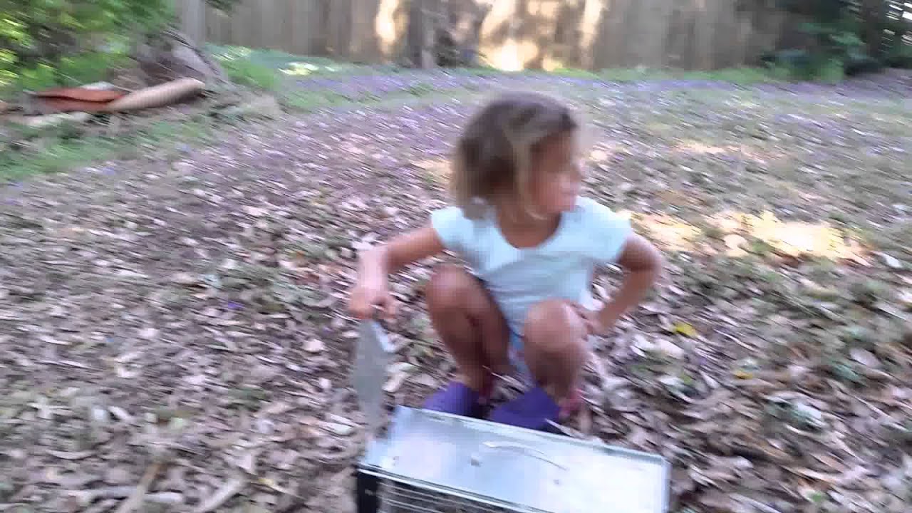 Releasing a marsupial mouse