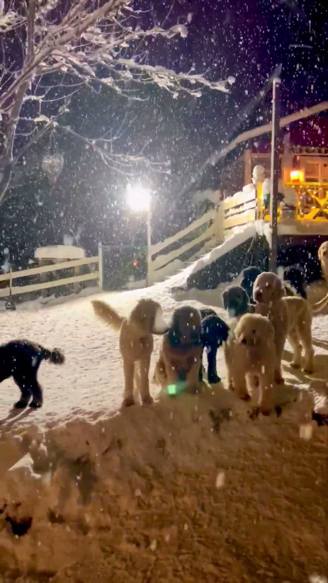 Goldendoodle Gang Gather In The Snow || ViralHog