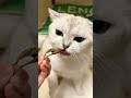 🐦猫が取り合うほど大人気！うずらおやつが止まらない😻 #猫おやつ #うずら #猫用品