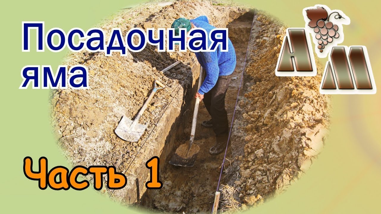 🍇 Посадочная яма для винограда (часть 1). Размеры, организация полива и подкормок