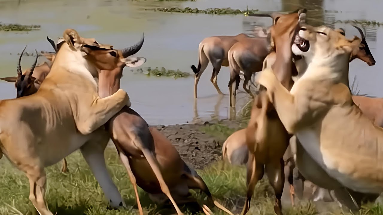 Группа львиц нападает на стадо оленей в дикой саванне – 