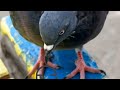 Youtube Thumbnail title