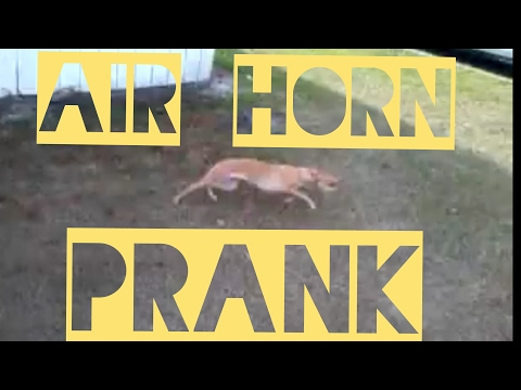 dog-airhorn-prank-/no-ads/