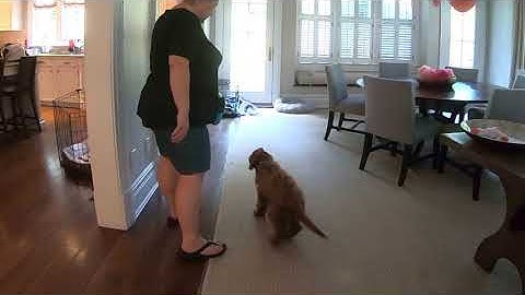 Finn: cue discrimination for bed and crate