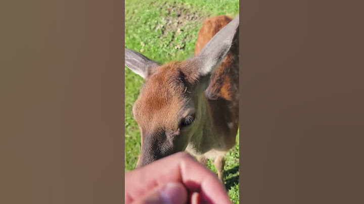 S bačom a jeho psíkmi sa po liptovských lúkach túla odvážna srnka. Zachránil ju ako malú