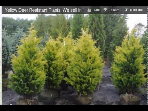 Craigslist Columbus Ohio Trees And Shrubs For Privacy Installed