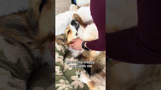 Corgi Falls Asleep When He Gets Brushed