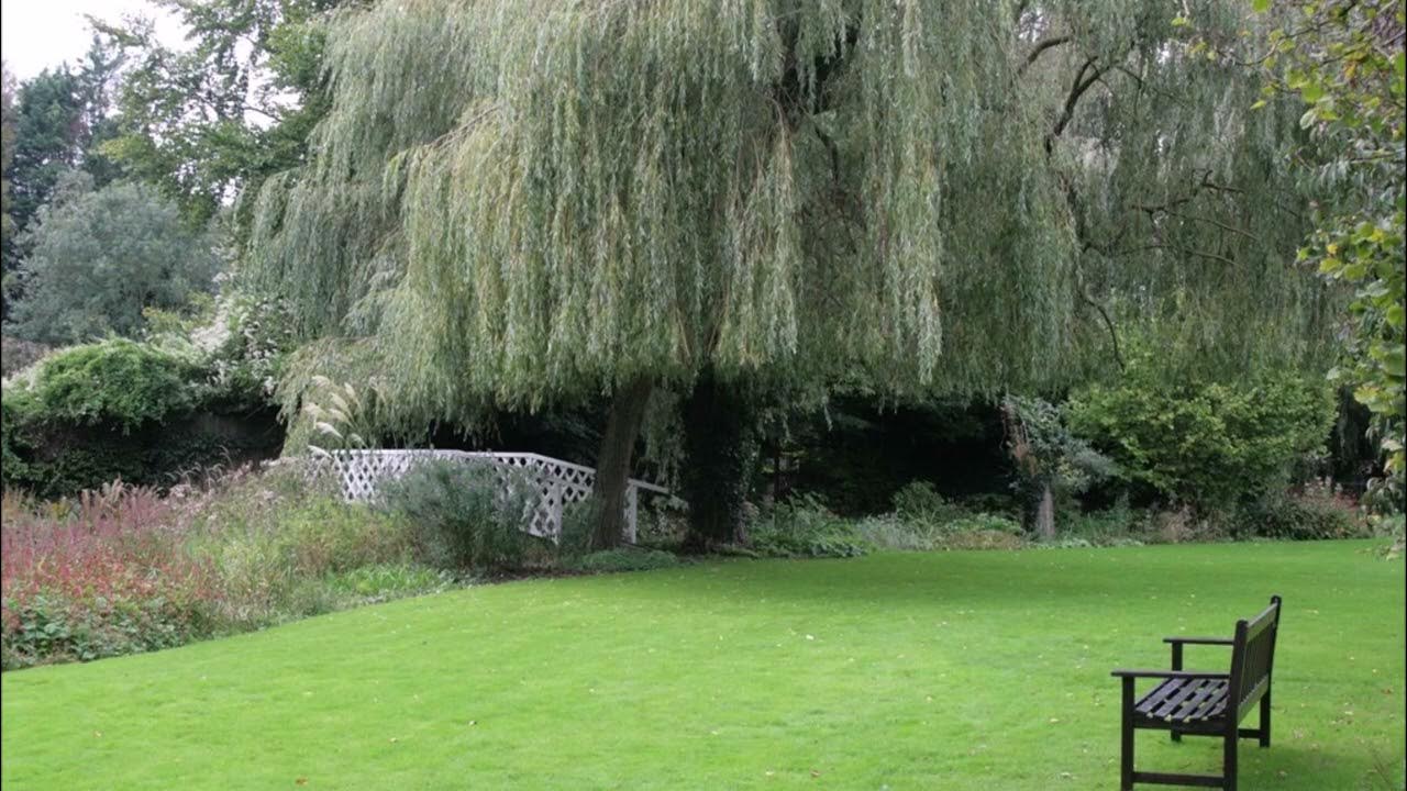 Benifuuki Green Tea Allergies, MCAS Relief, Histamine Intolerance