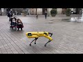 SPOT LE CHIEN ROBOT FAIT PEUR AUX CHIENS