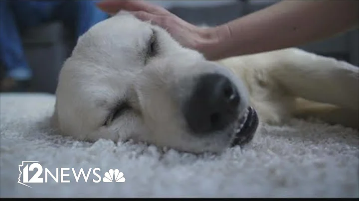 7 warning signs your dog is suffering from heat exhaustion