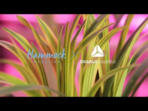 Hammock Magazine x თიბისი სტატუსი -  შეხვედრა ტუსია ღარიბაშვილთან