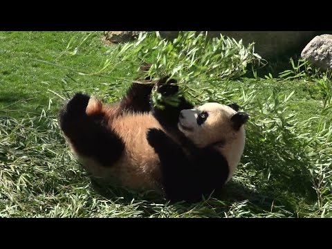 パンダ 優浜 笹 に ダイビング　panda diving bamboo　アドベンチャーワールド