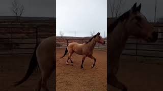 OUR NEW BUCKSKIN HORSE 🐴🤠❤️ #montana #horse #horsemanship #equestrianjourney
