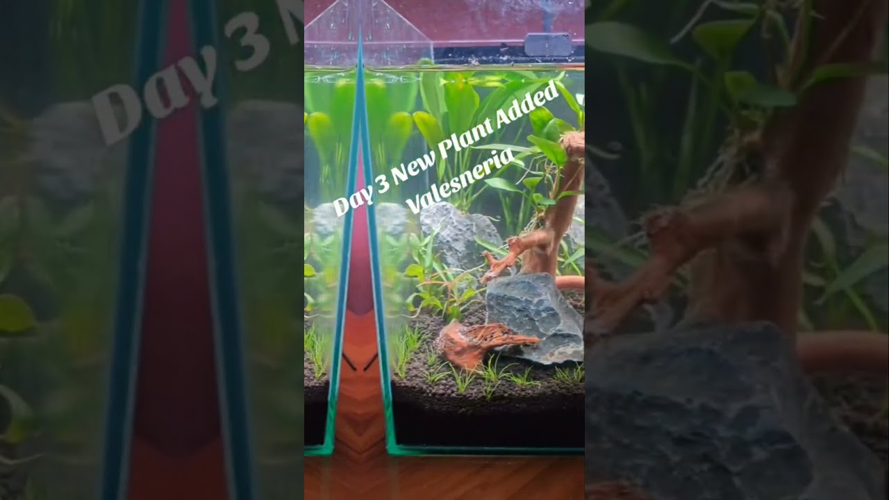 New Planted Tank | Day 3 New Plant Added Valesneria | #shorts | AquaSaathi 🌙