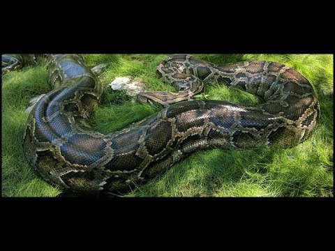 lizard skin grips NEAR RECORD FLORIDA PYTHON!!!